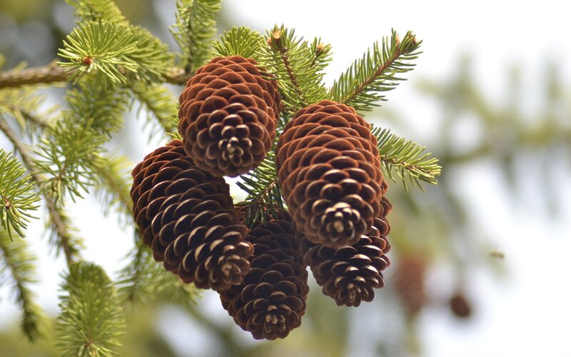 Pine Cones on Branch — Brown