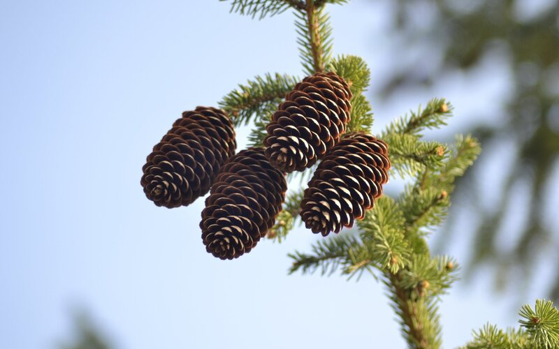 Pine Cones on Branch — Green, Calm, Afternoon