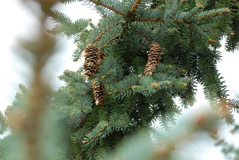 Pine Cones on Branch — Green, Calm, Photograph