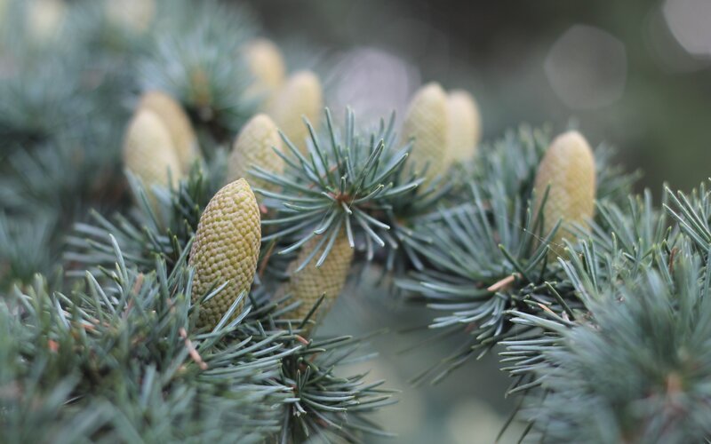 Pine Cones on Branch — Green, Calm