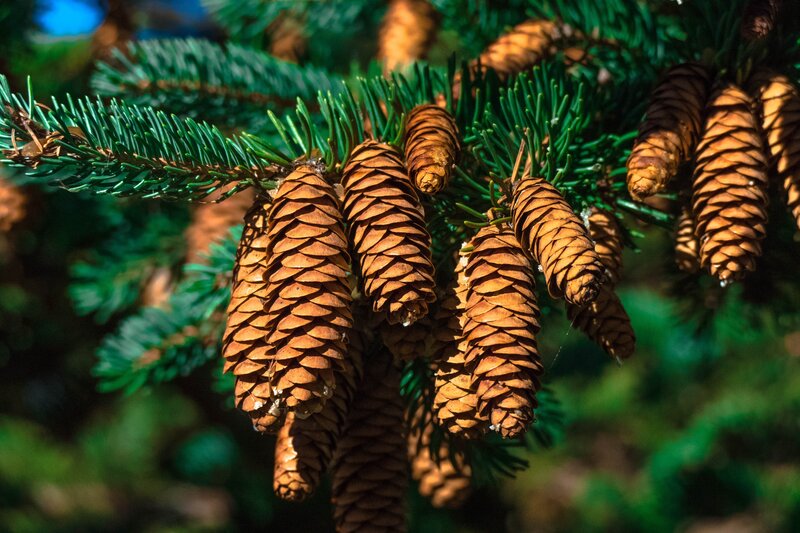 Pine Cones on Branch — Green, Natural, Afternoon, Photograph, Needles