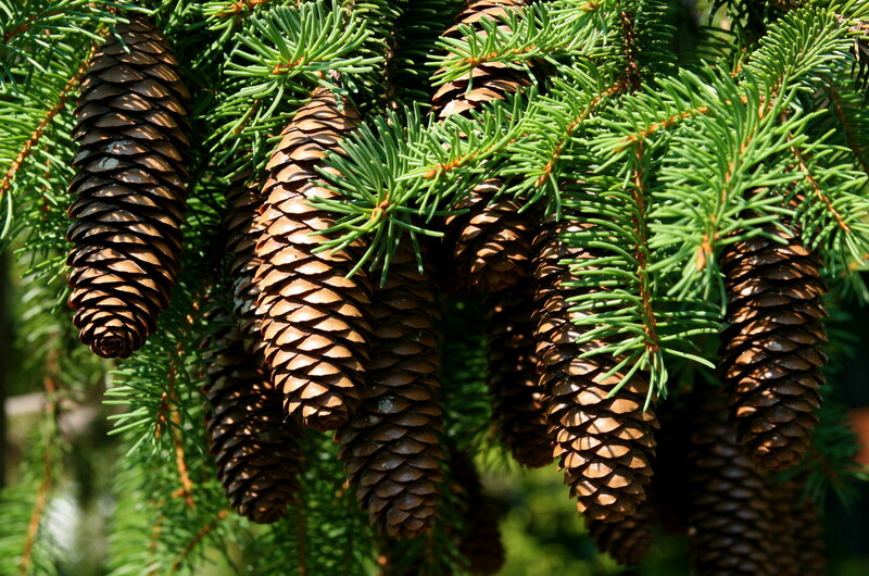 Pine Cones on Branch — Green, Natural, Afternoon