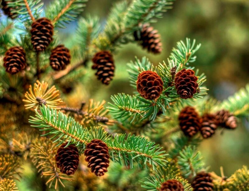 Pine Cones on Branch — Green, Natural, Autumn