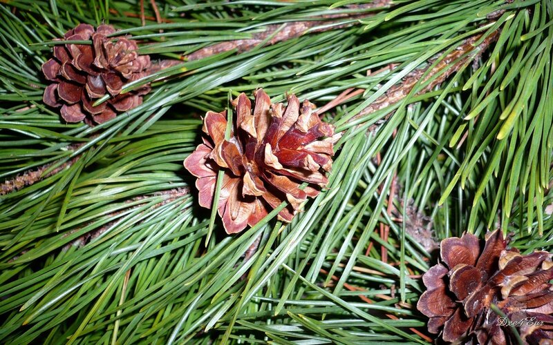 Pine Cones on Branch — Green, Natural, Photograph, Needles, Brown, Dxe4ew