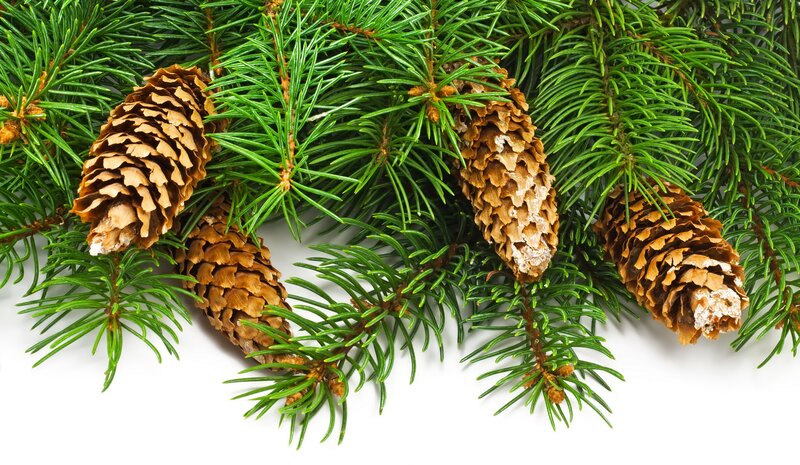 Pine Cones on Branch — Green, Natural, Photograph, Needles
