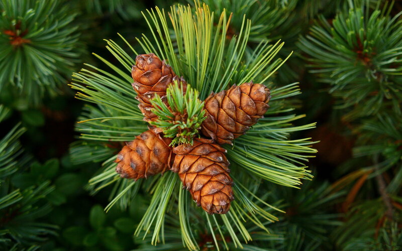 Pine Cones on Branch — Green, Natural, Photograph