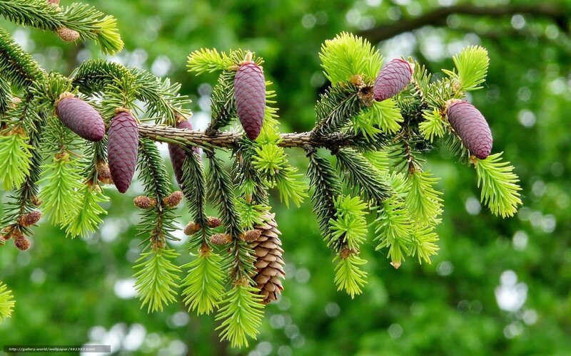 Pine Cones on Branch — Green, Natural, Spring, Photograph, Needles, Background