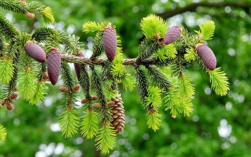 Pine Cones on Branch — Green, Natural, Spring, Photograph