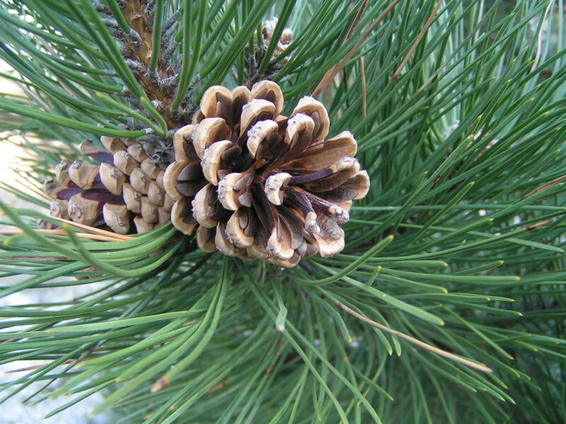 Pine Cones on Branch — Green, Natural