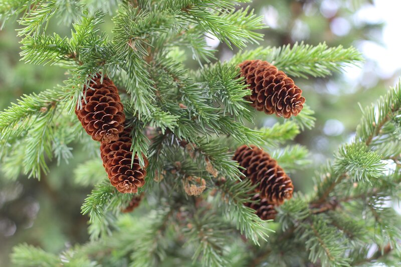 Pine Cones on Branch — Green, Photograph