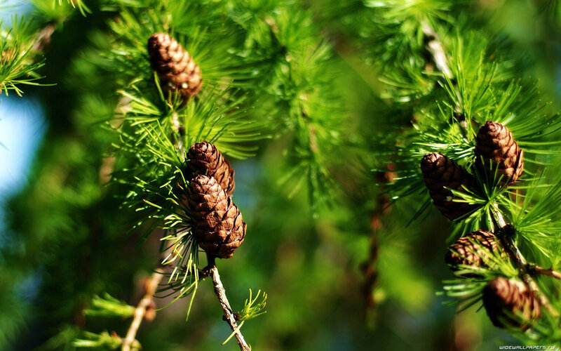 Pine Cones on Branch — Green, Serene, Afternoon, Photograph, Green Needles