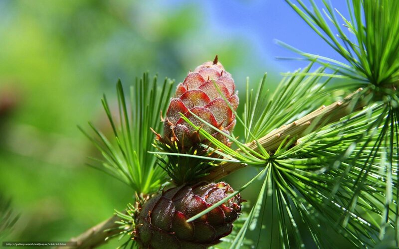 Pine Cones on Branch — Green, Serene, Afternoon, Photograph, Needles, Sky