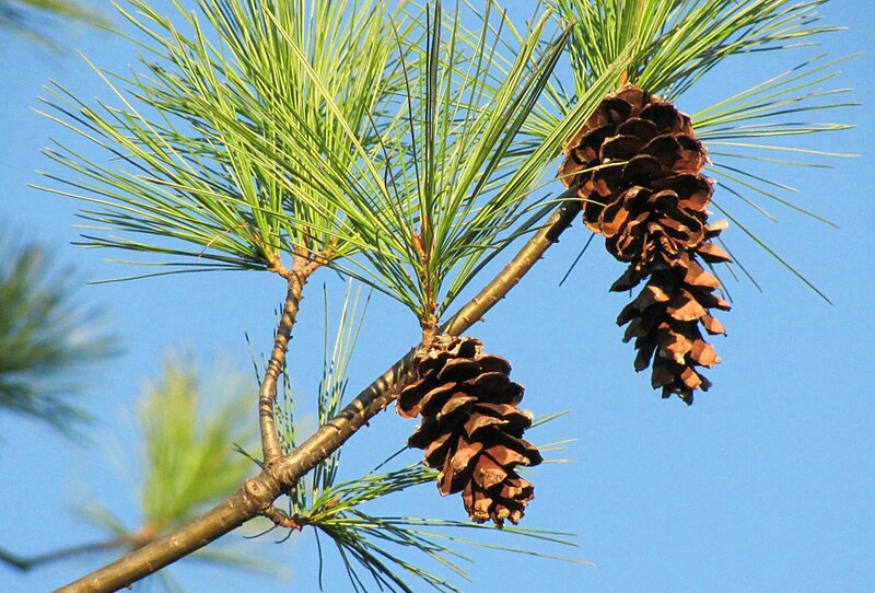 Pine Cones on Branch — Green, Serene, Afternoon