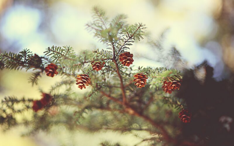 Pine Cones on Branch — Green, Serene, Autumn