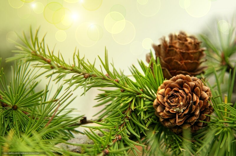 Pine Cones on Branch — Green, Serene, Morning, Photograph, Pine Needles, Bokeh