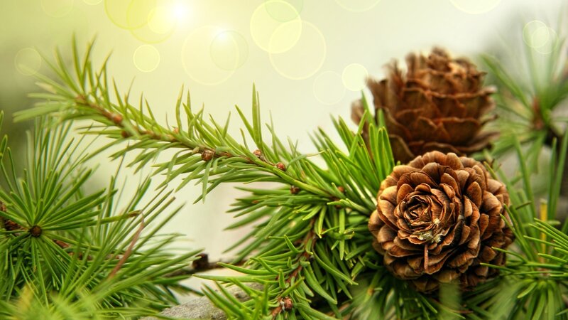 Pine Cones on Branch — Green, Serene, Morning, Photograph, Pine Needles