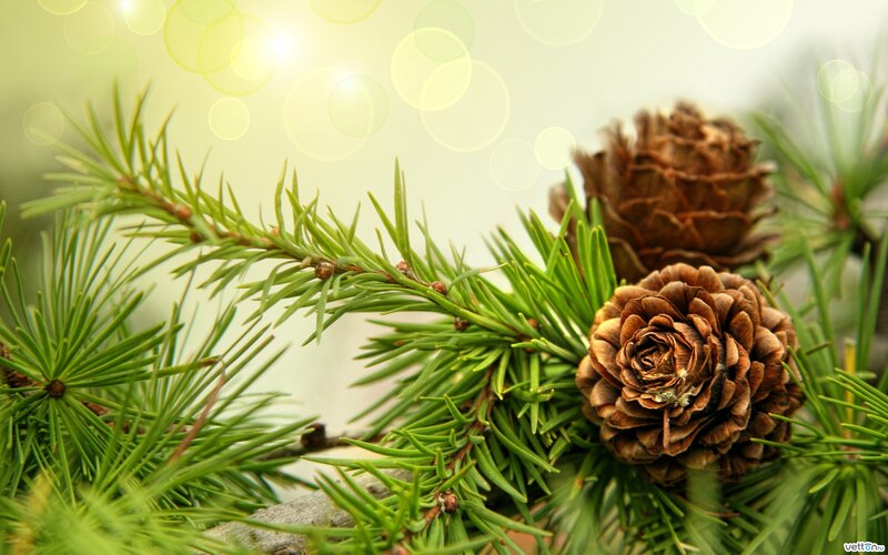 Pine Cones on Branch — Green, Serene, Morning