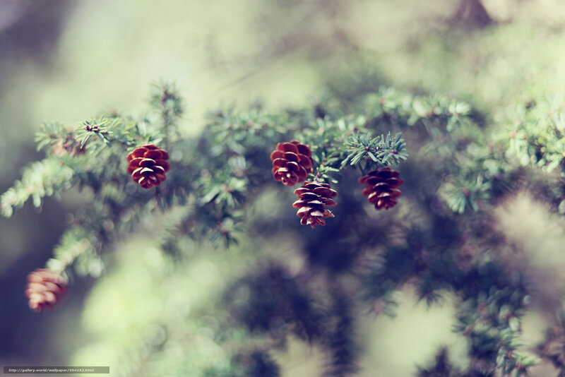 Pine Cones on Branch — Green, Serene, Photograph, Pine Needles, Forest