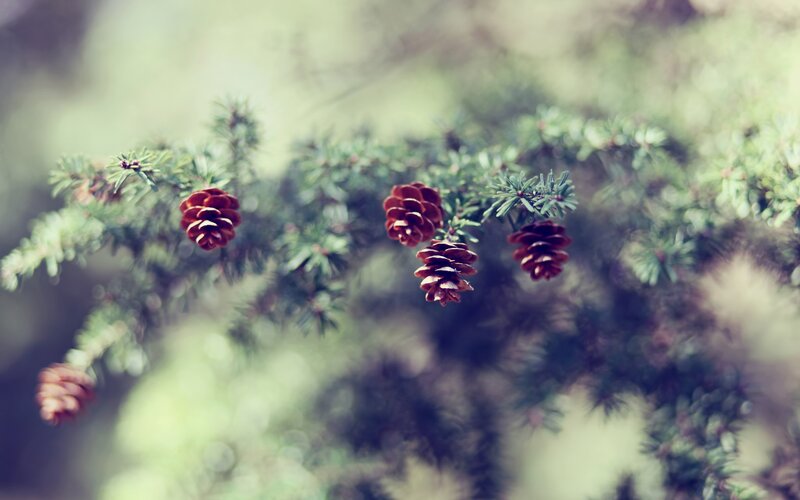 Pine Cones on Branch — Green, Serene, Photograph, Pine Needles