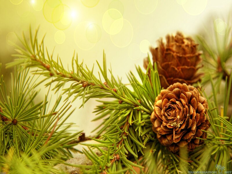 Pine Cones on Branch — Green, Serene, Photograph