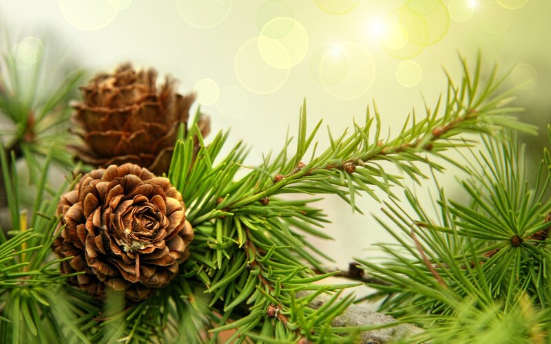 Pine Cones on Branch — Green, Serene, Spring, Photograph, Pine Needles