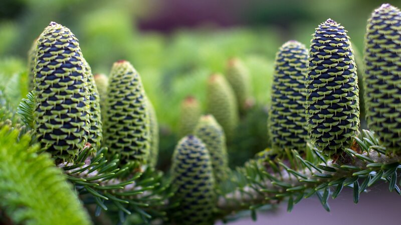 Pine Cones on Branch — Green, Serene, Spring