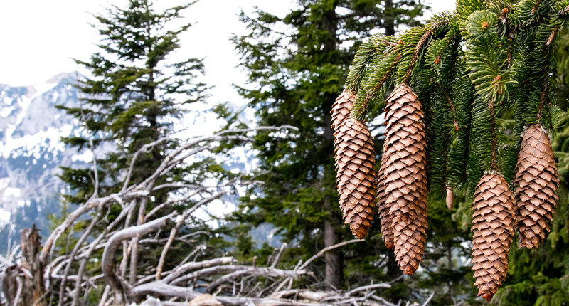 Pine Cones on Branch — Green, Serene, Winter