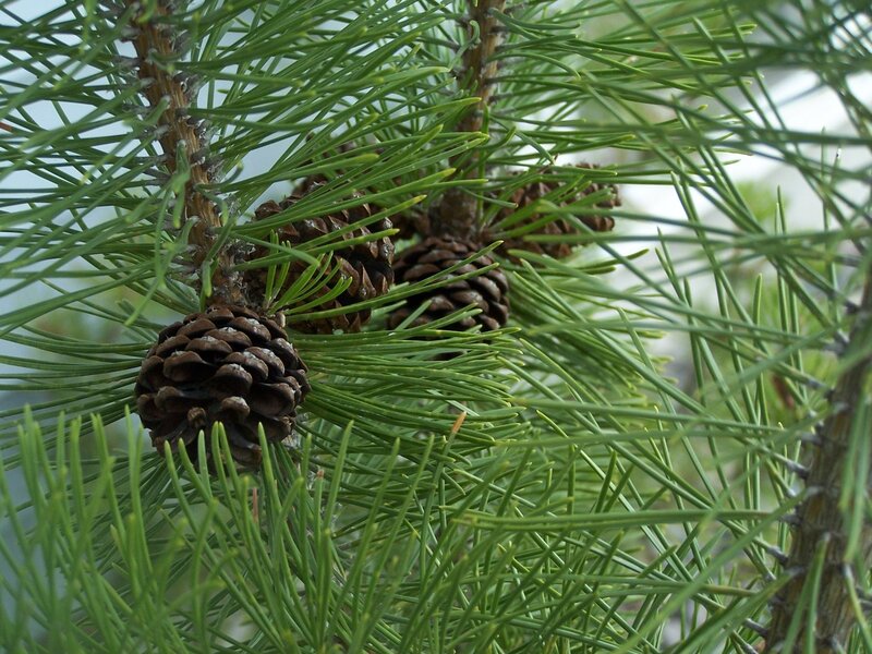 Pine Cones on Branch — Green