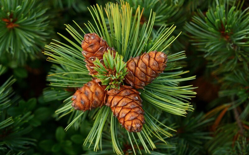 Pine Cones on Branch — Natural