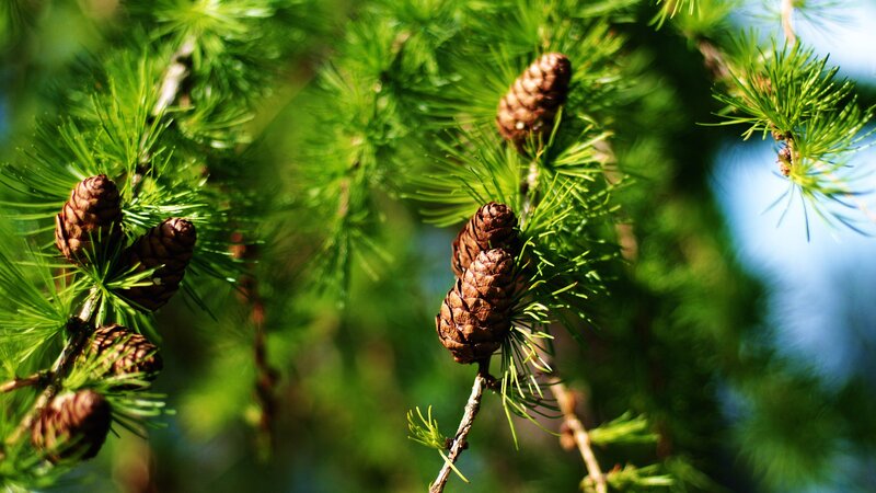 Pine Cones on Branch — Needles