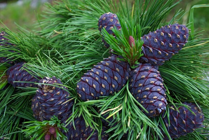 Pine Cones on Branch