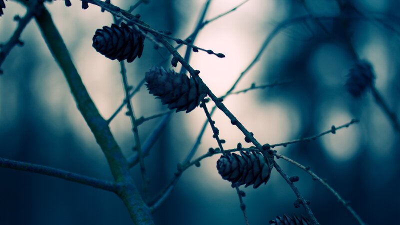 Pine Cones on Branches — Blue, Moody, Night, Photograph