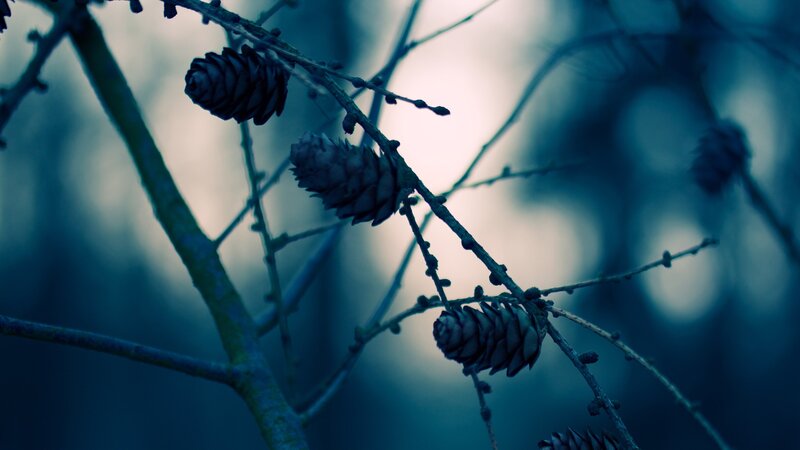 Pine Cones on Branches — Blue, Moody