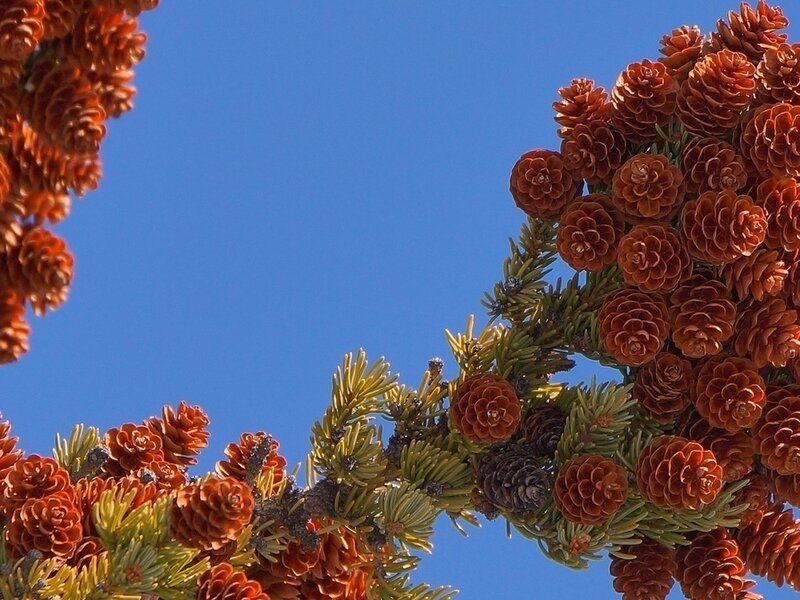 Pine Cones on Branches — Blue