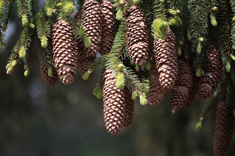 Pine Cones on Branches — Green, Natural