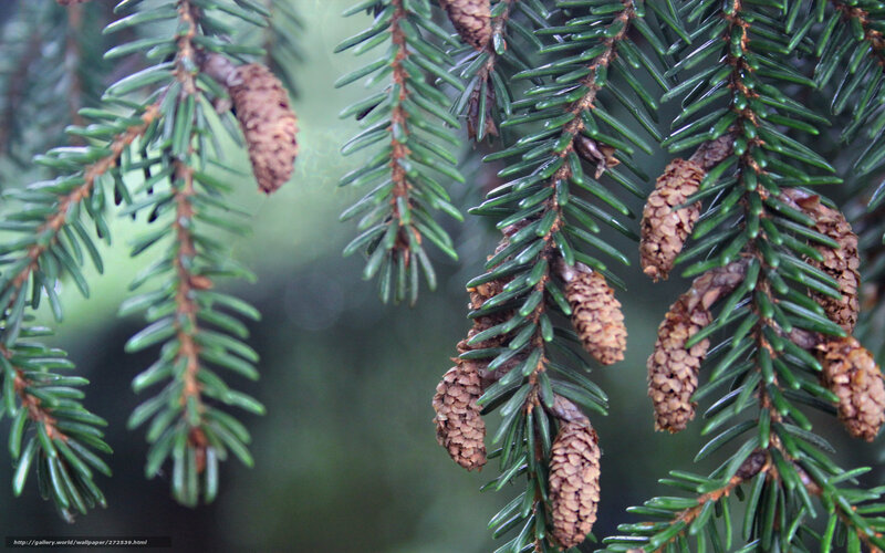 Pine cones on evergreen branches