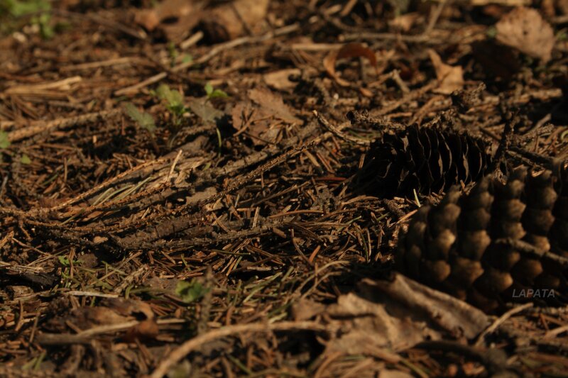 Pine cones on forest floor