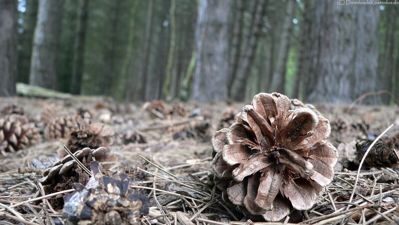 Pine cones on forest floor