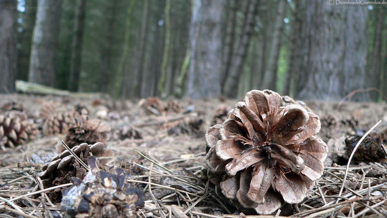 Pine cones on forest floor