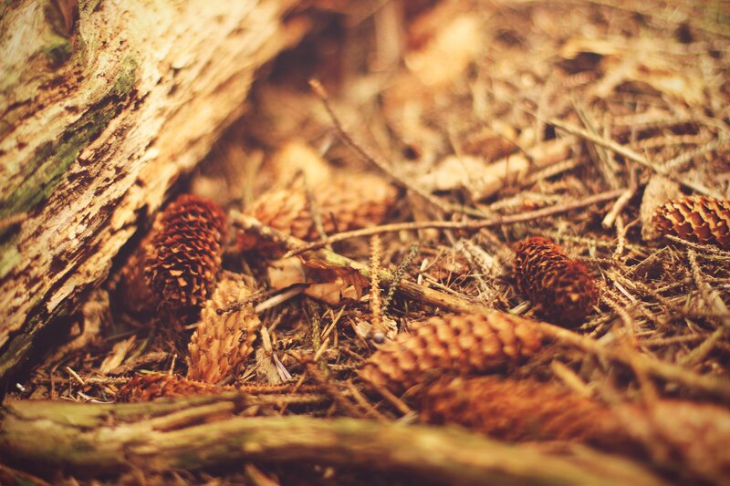 Pine Cones on Forest Floor — Brown