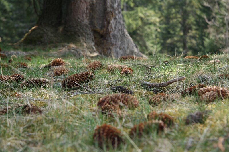 Pine cones on forest floor