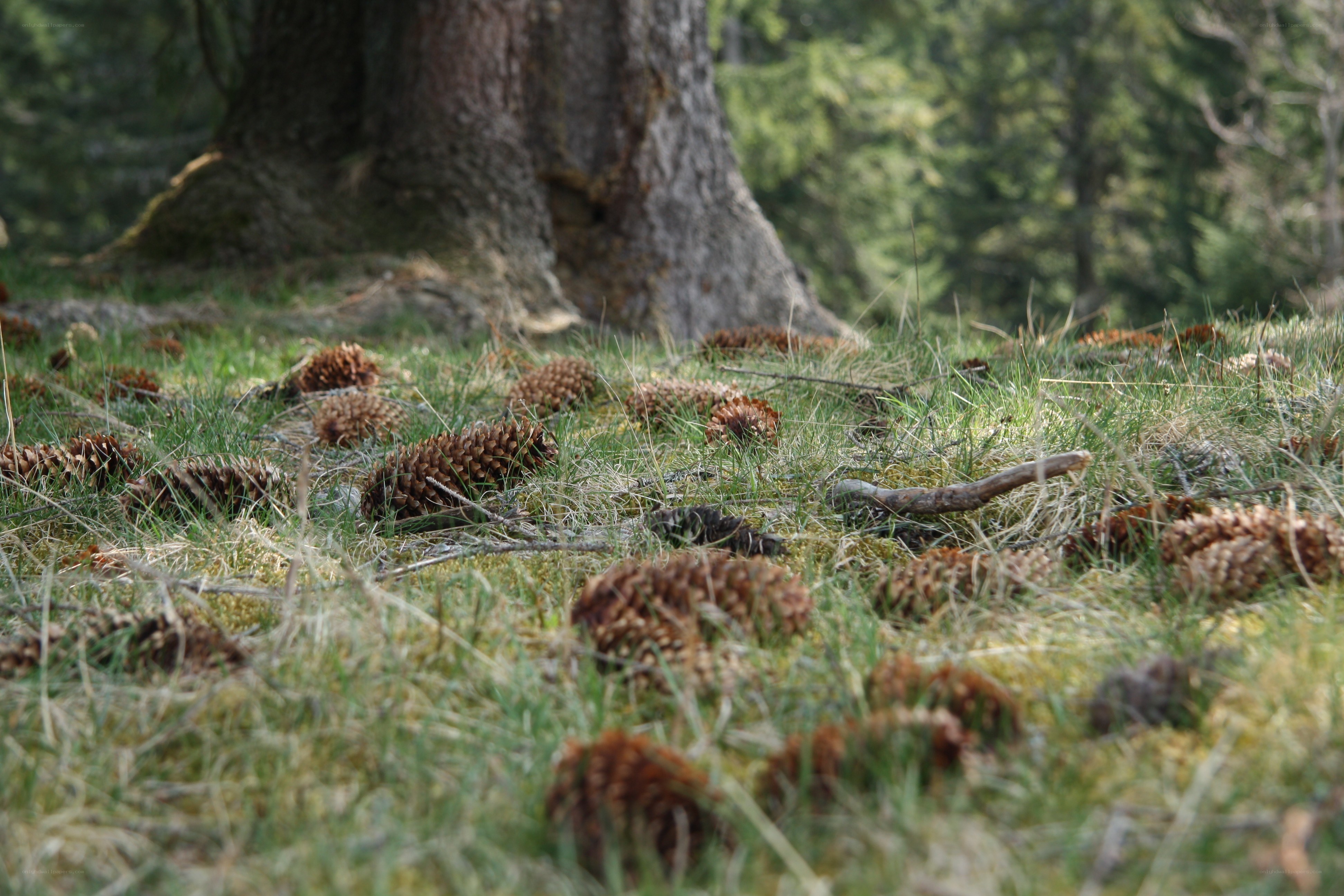 Pine cones on forest floor
