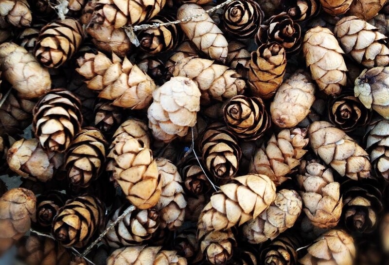 Pine Cones on Ground