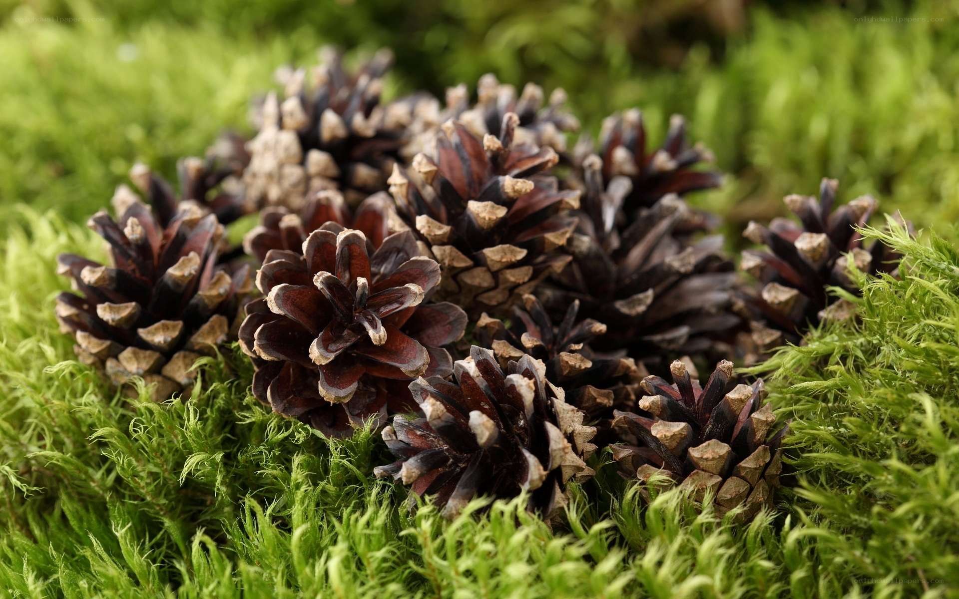 pine cones on moss
