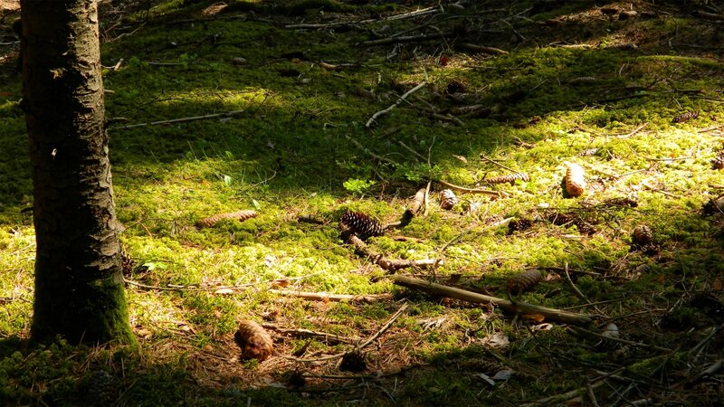 Pine Cones on Mossy Ground