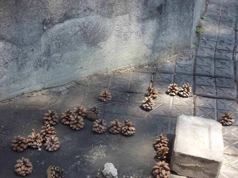 Pine Cones on Pavement