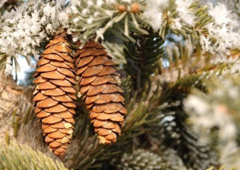 Pine Cones on Snowy Branch — Brown