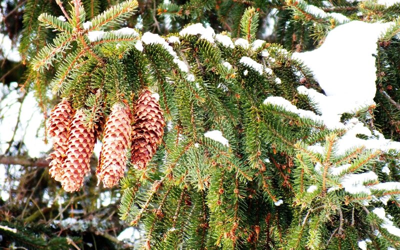 Pine Cones on Snowy Branch — Green, Calm