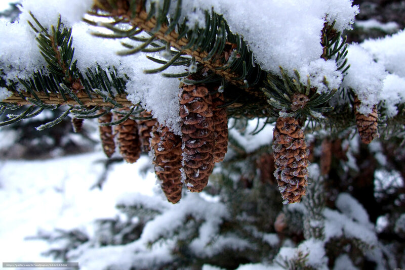 Pine Cones on Snowy Branch — White