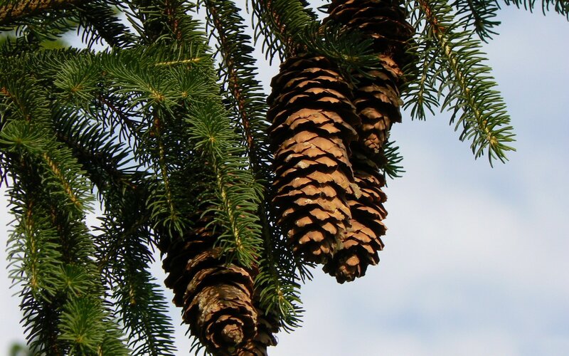 Pine Cones on Tree Branch — Green, Calm